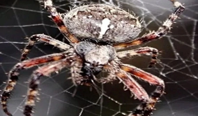 Jumping mechanics of spider