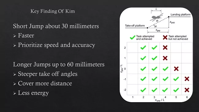 Jumping Mechanics Of Spider Applied To The Robotics key findings of kim