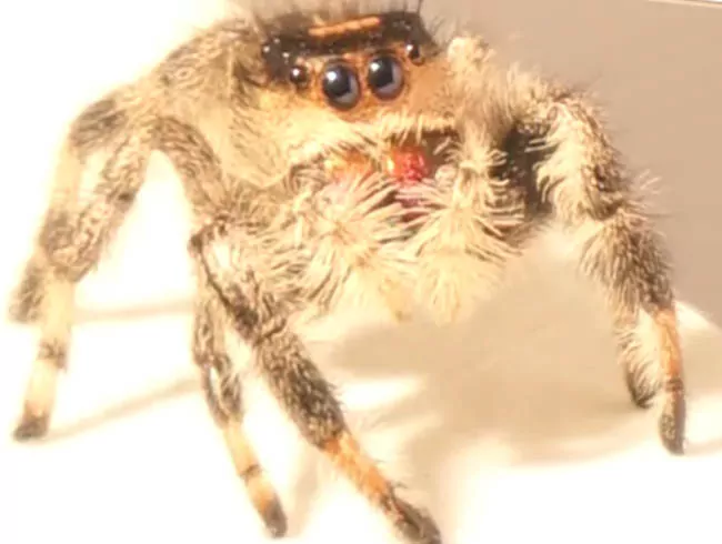 Jumping Mechanics Of Spider Applied To The Robotics regal jumping spider kim